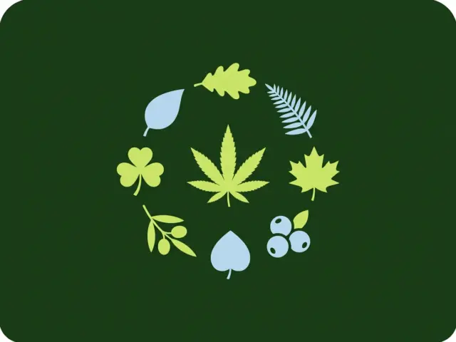 Terpènes du CBD : guide des 7 terpènes majeurs du chanvre (2026)