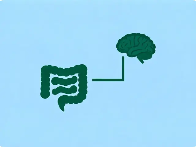 CBD et intestin irritable : ce que dit la science sur l&rsquo;axe intestin-cerveau