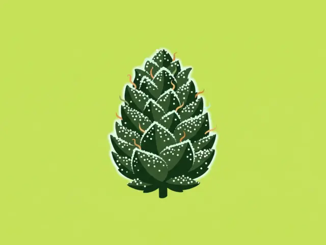 White Widow CBD : effets, goût, sativa ou indica ?